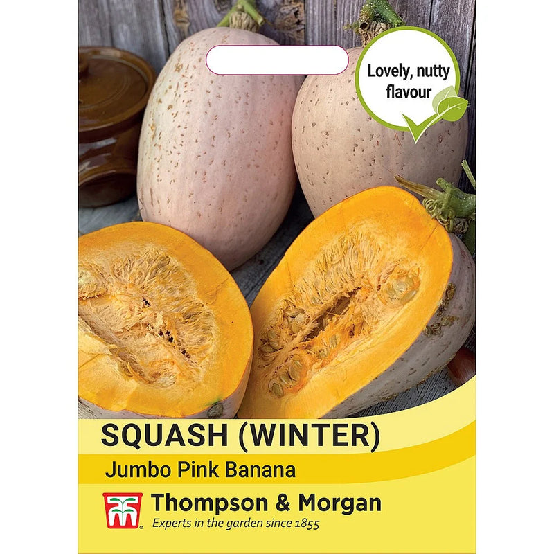 Squash 'Jumbo Pink Banana'