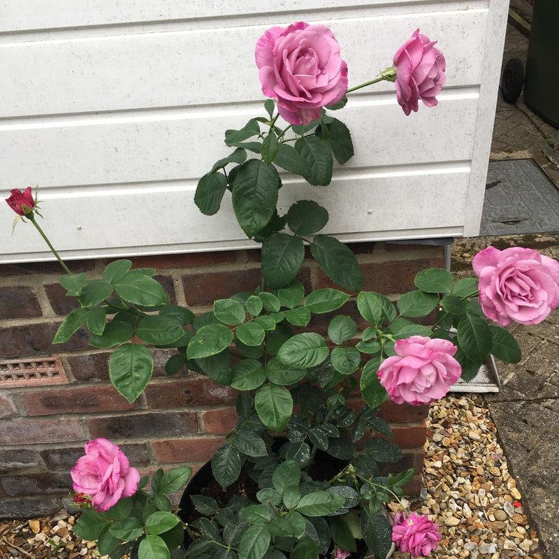 Rosa My Lovely Dad 3.5 Litre