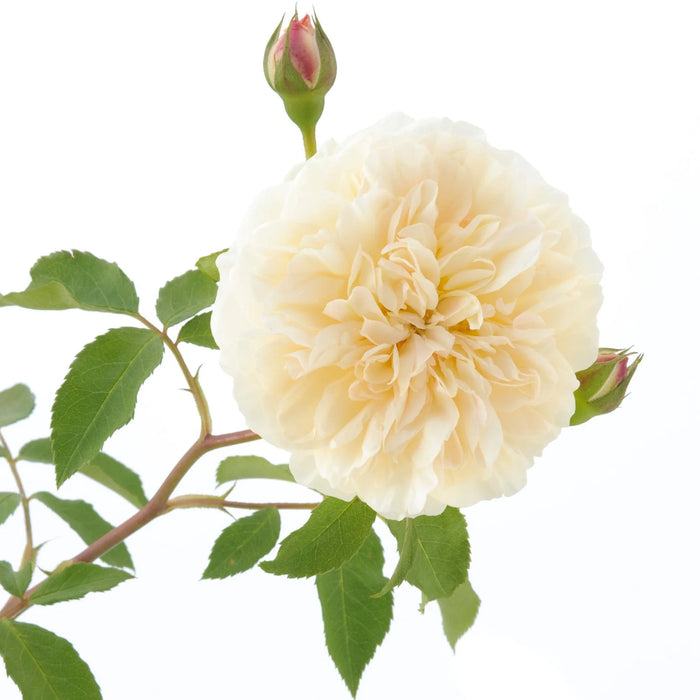 Lichfield Angel David Austin Rose - 6 Litre