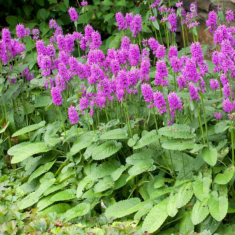 Stachys Officinalis Ukkie
