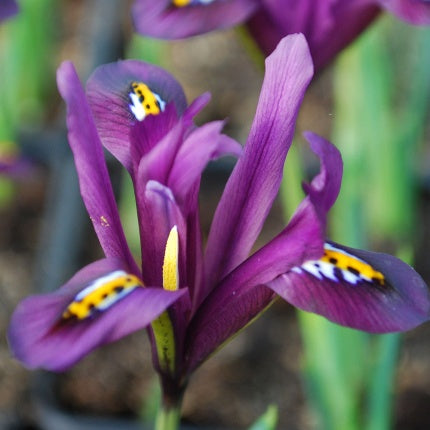 Iris 'Reticulata Js Dijt' Bulbs (12 pack)
