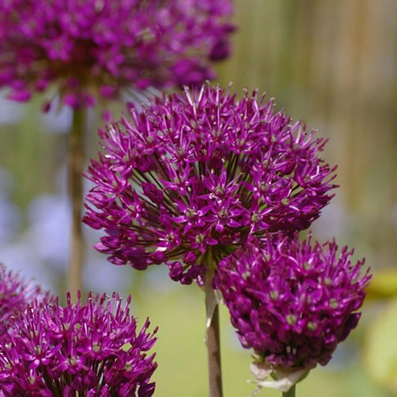 Allium atropurpureum (7 Bulbs Per Pack)