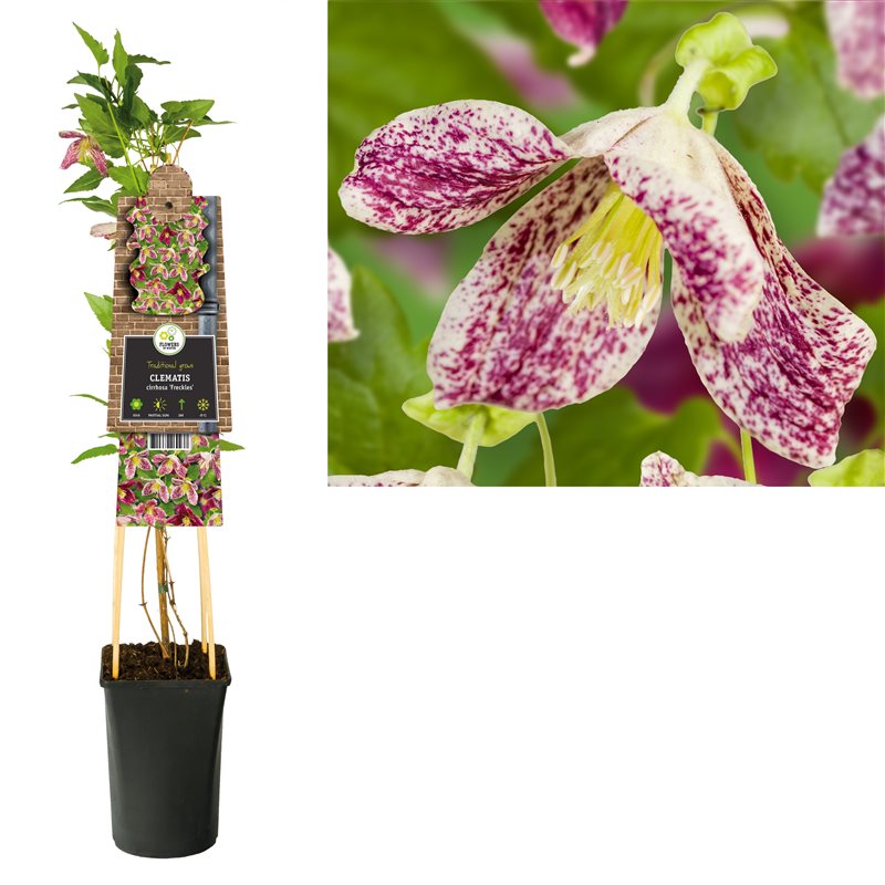 Clematis Cirrhosa 'Freckles' (2.25 Litre)