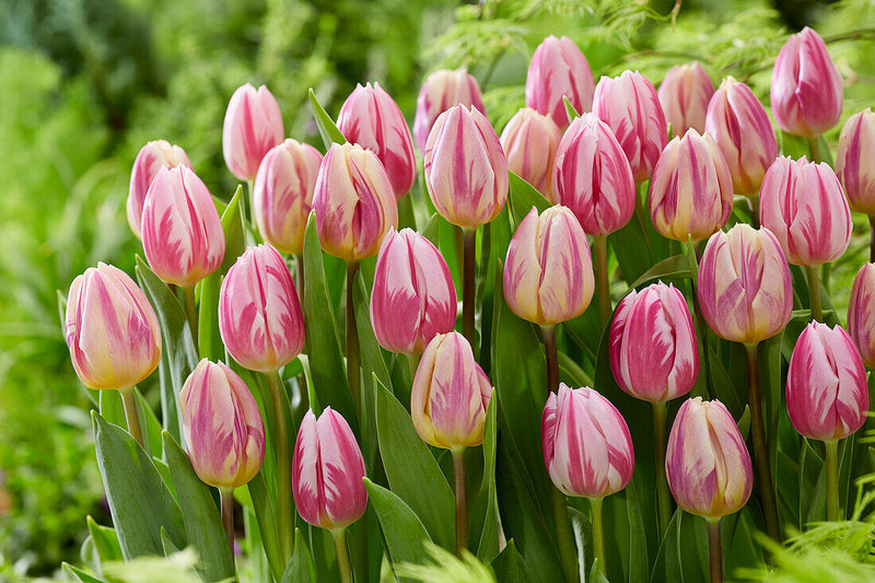 Tulip 'Bojangles' (6 Pack)