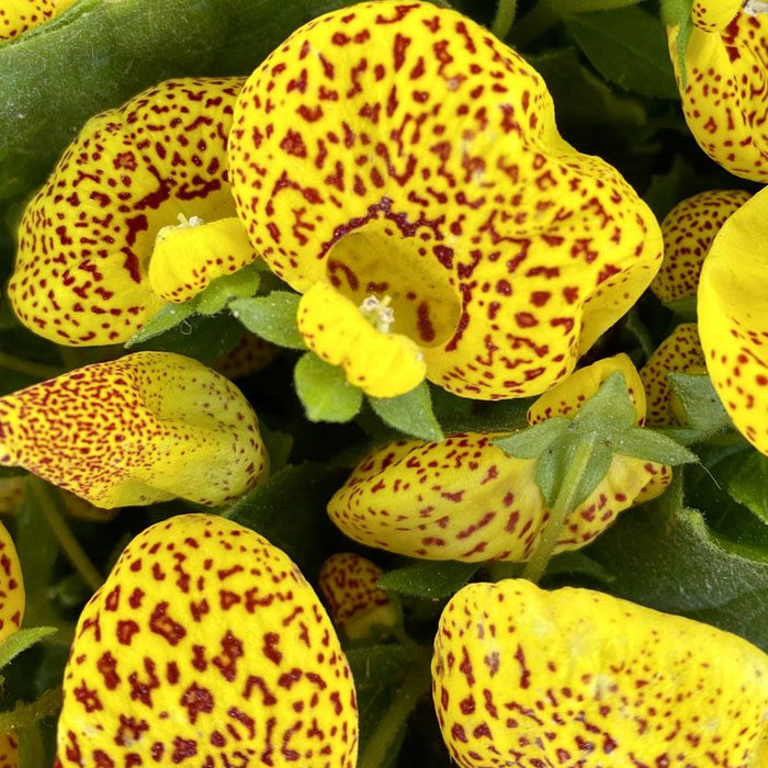 Calceolaria Yellow | Slipper Flowers