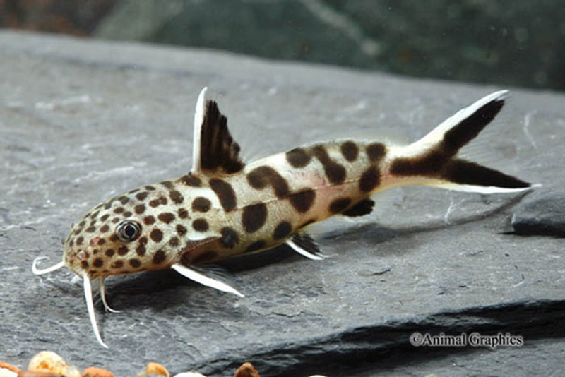 Fish-Synodontis Petricola (TB)