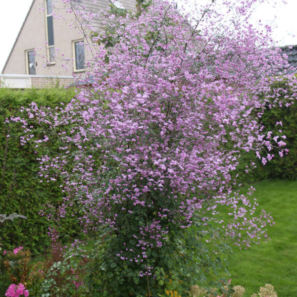 Thalictrum 'Splendide' 2L