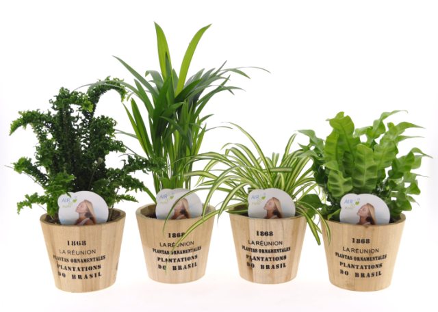 Houseplant 'Air So Pure'  mix (P12, in wooden pot)