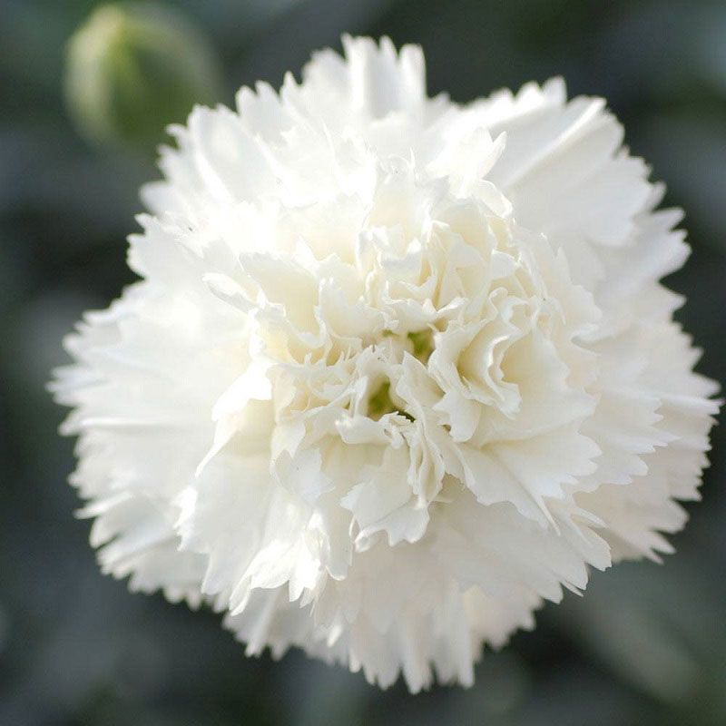 Dianthus 'Memories' (2 Litre)