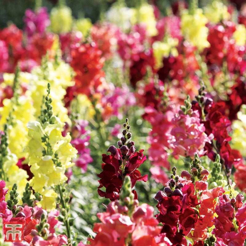 Antirrhinum nanum 'Dwarf Bedding Mixed'