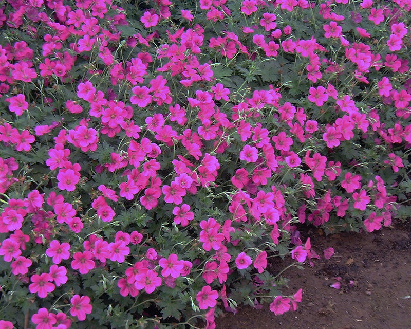 Geranium 'Russell Prichard' 2 Litre