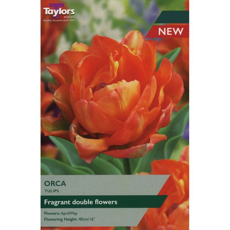 Tulip Orca (6 pack)