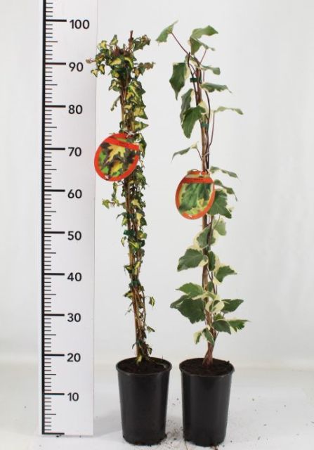 Hedera Mix (Single Cane | 2 Litre)