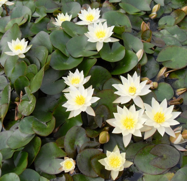 Nymphaea 'Pygmaea Helvola' (P11)