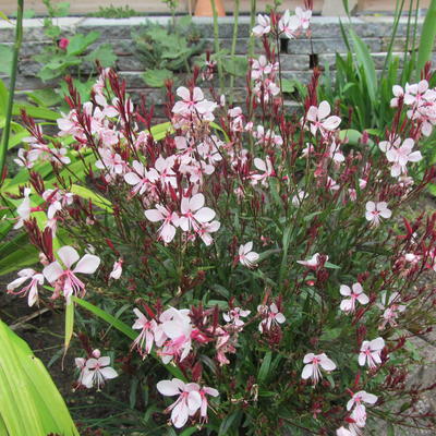 Gaura 'Gaudi Pink' 2L
