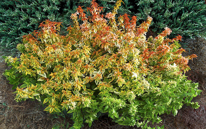 Glossy Abelia | Abelia × grandiflora 'Kaleidoscope' (2 Litre)