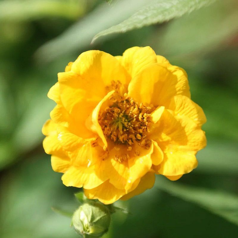 Geum 'Lady Stratheden' 2 Litre