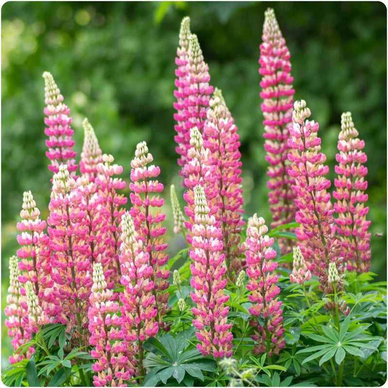 Lupin Gallery Pink 2L