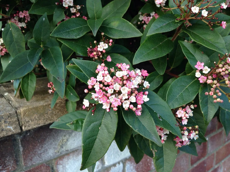 Laurustinus 'Eve Price' — Viburnum tinus 'Eve Price' (3 Litre)