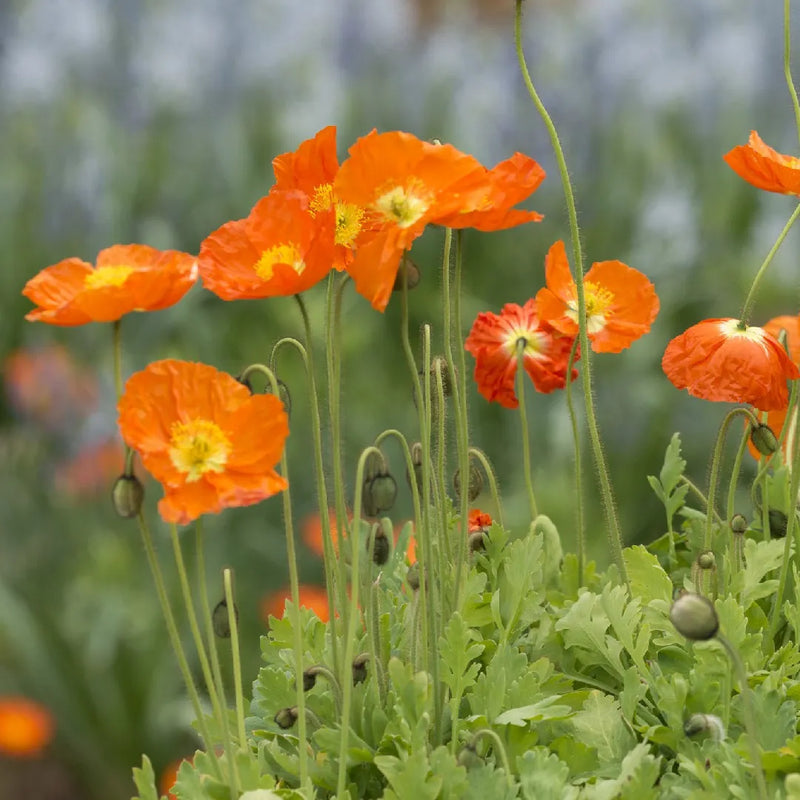 Papaver 'Garden Gnome' 9cm