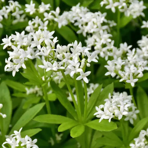 Galium Odoratum | Sweet Woodruff