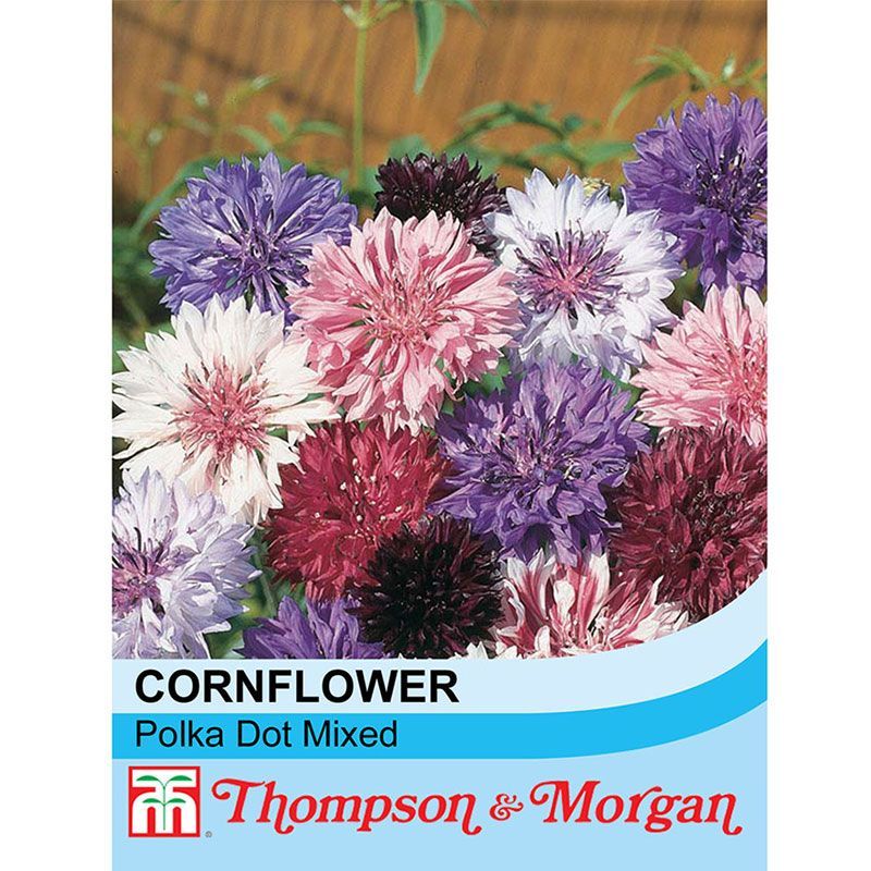 Cornflower 'Polka Dot Mixed'