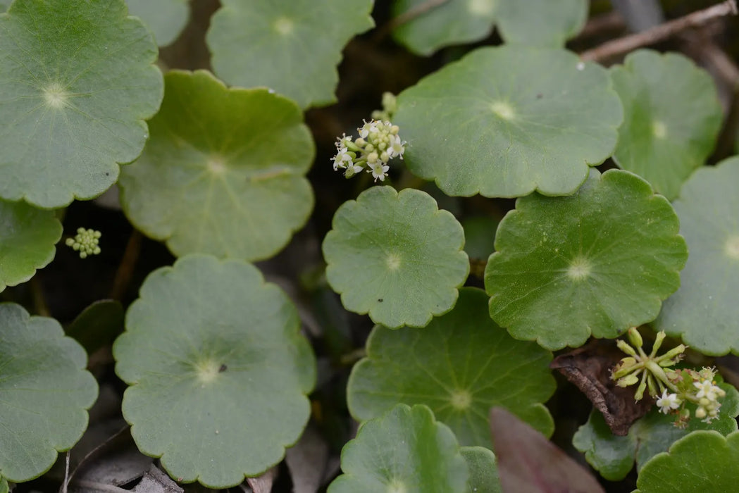 Hydrocotyle vulgaris | Marsh Pennywort P9