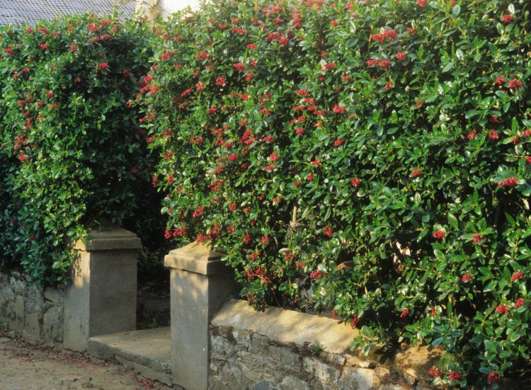 Escallonia macrantha 3 Litre