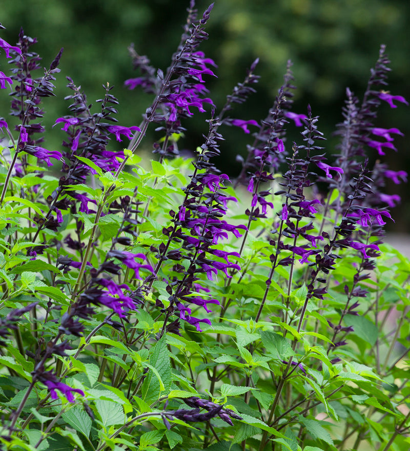 Salvia 'Amistad'   2L