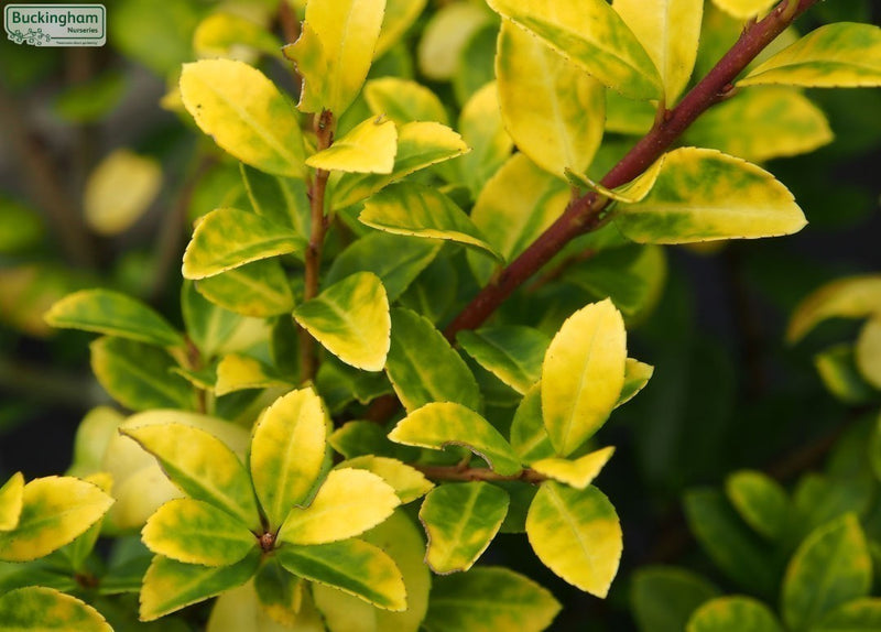 Ilex crenata 'Golden Gem' (2 Litre)