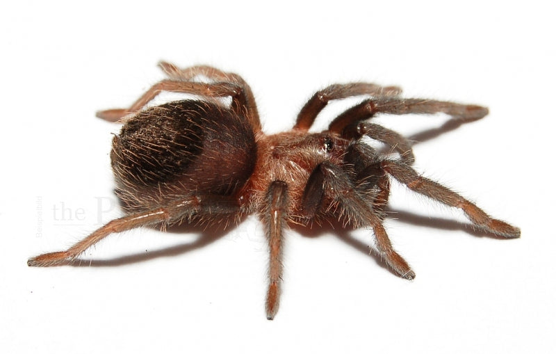 Mexican Black Velvet Tarantula | Tliltocatl (ex. Brachypelma) schroederi (S)