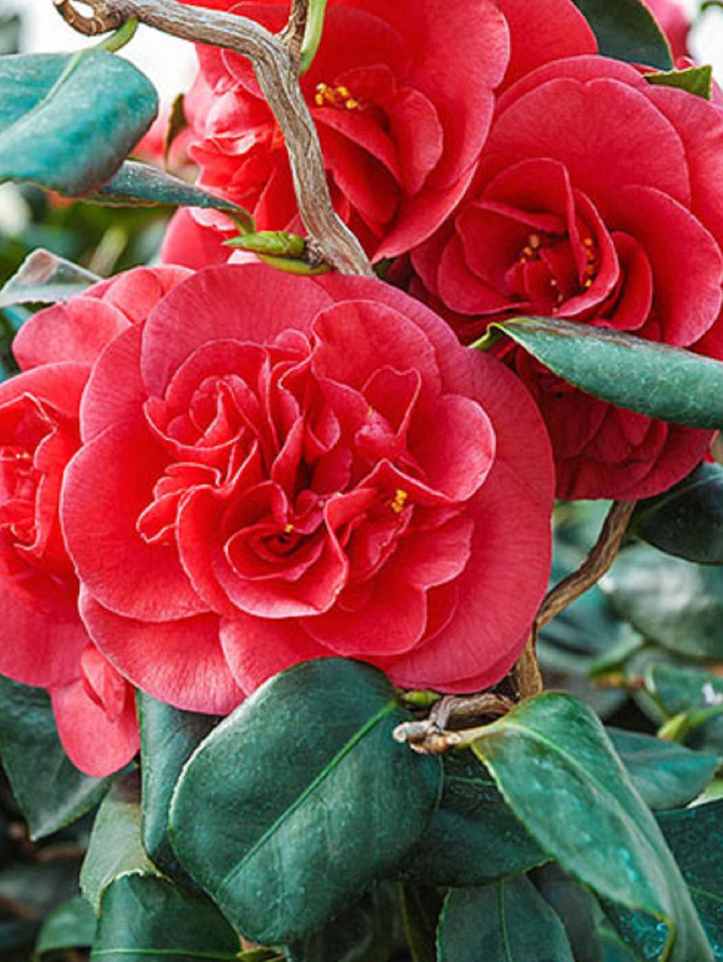 Camellia | Camellia japonica 'Curly Lady' (1.5 Litre)
