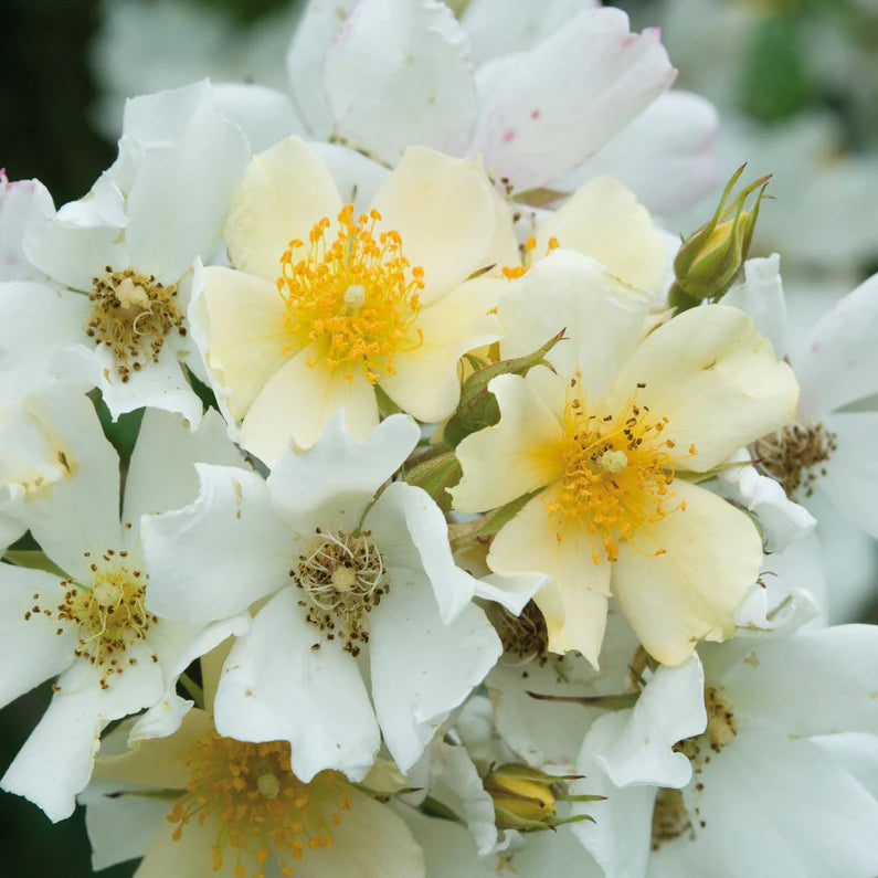 Wedding Day Rambler Climbing Rose 5 Litre