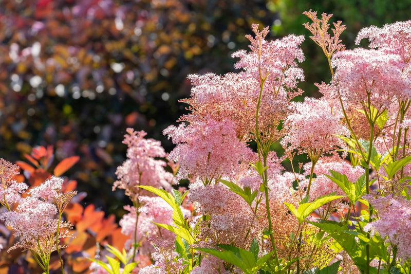 Filipendula rubra 'Venusta' | Queen of the Prairie 'Venusta' P9