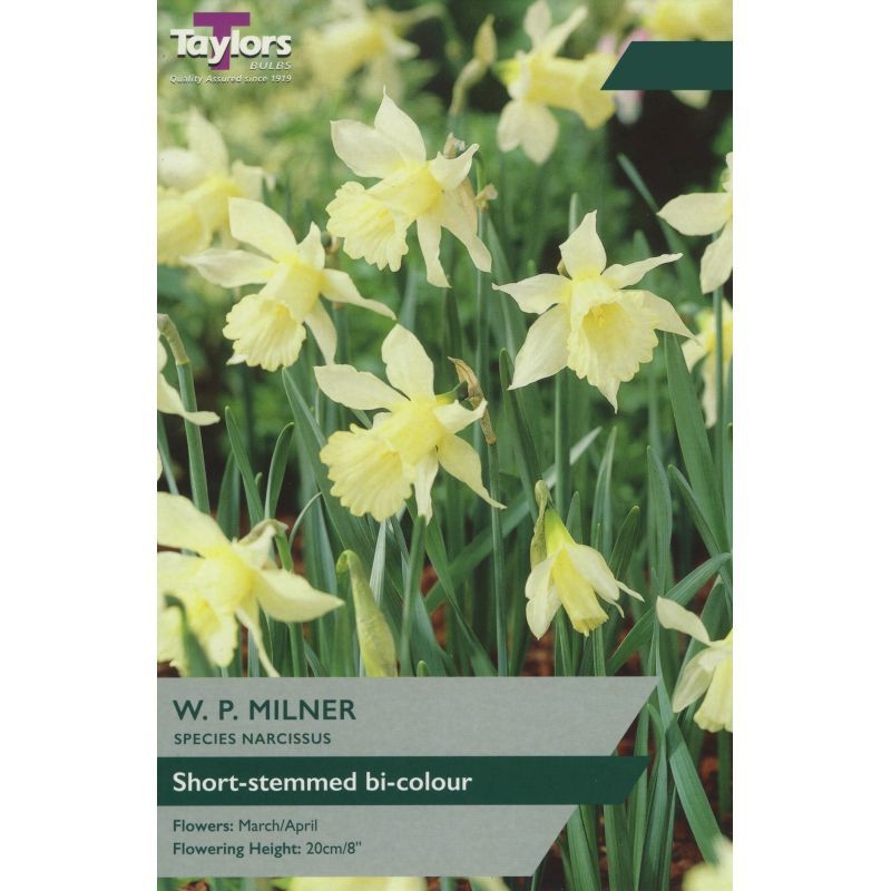 Daffodil Narcissus W.P. Milner (9 Bulbs Per Pack)