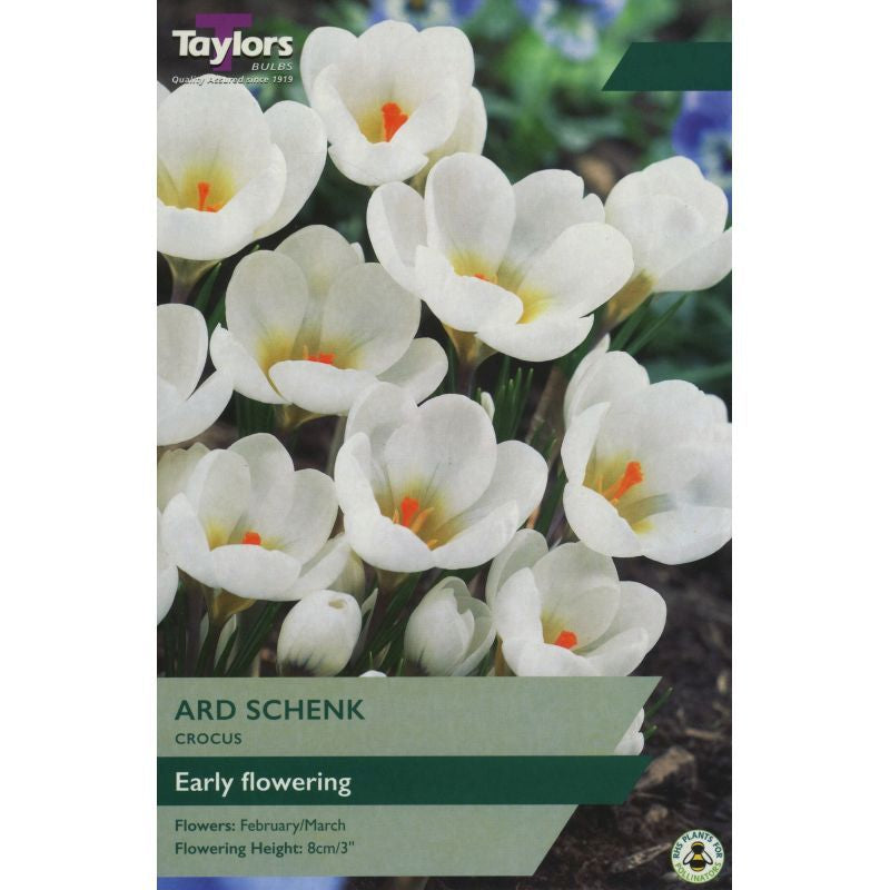 Crocus 'Ard Schenk' (10 Pack)