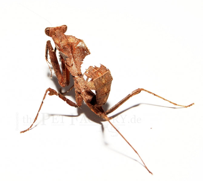 Dead Leaf Mantis | Deroplatys Desiccata