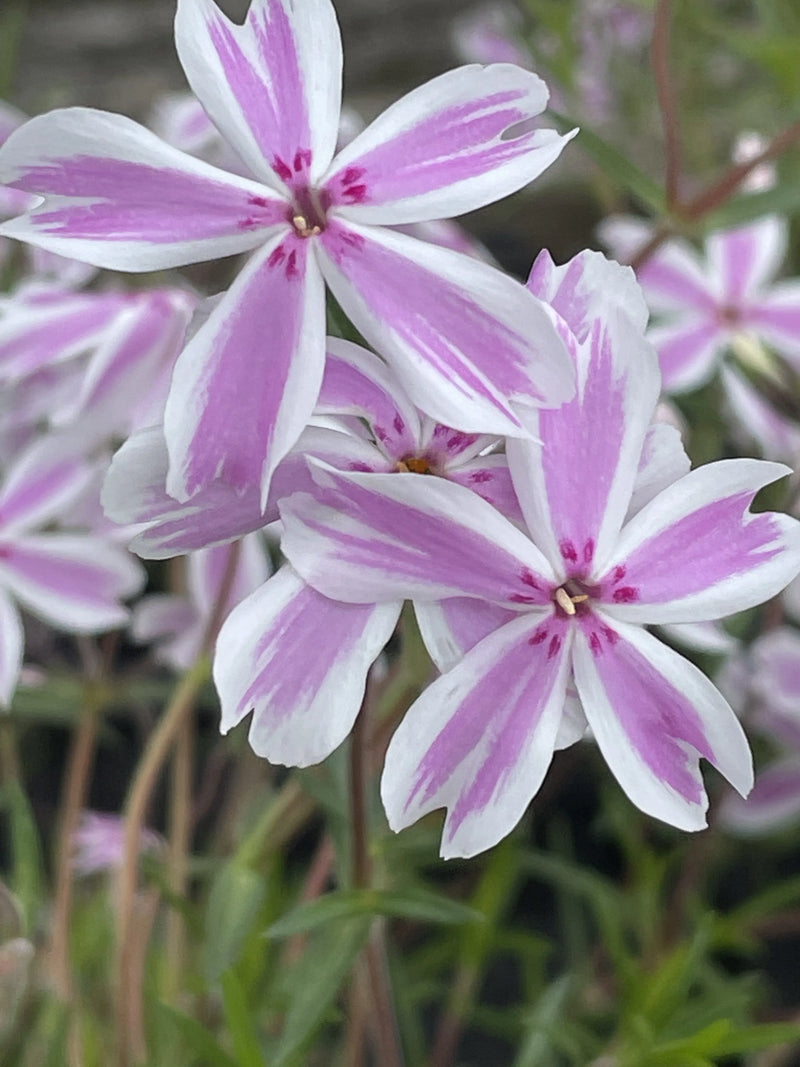 Phlox subulata Candy Stripes 9cm
