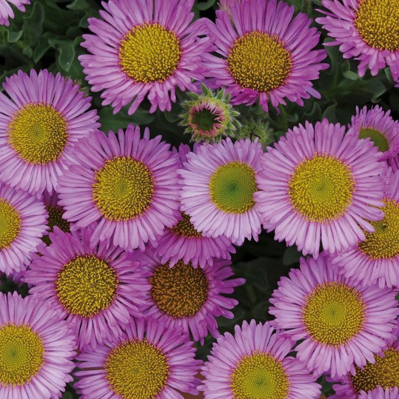 Erigeron 'Sea Breeze'