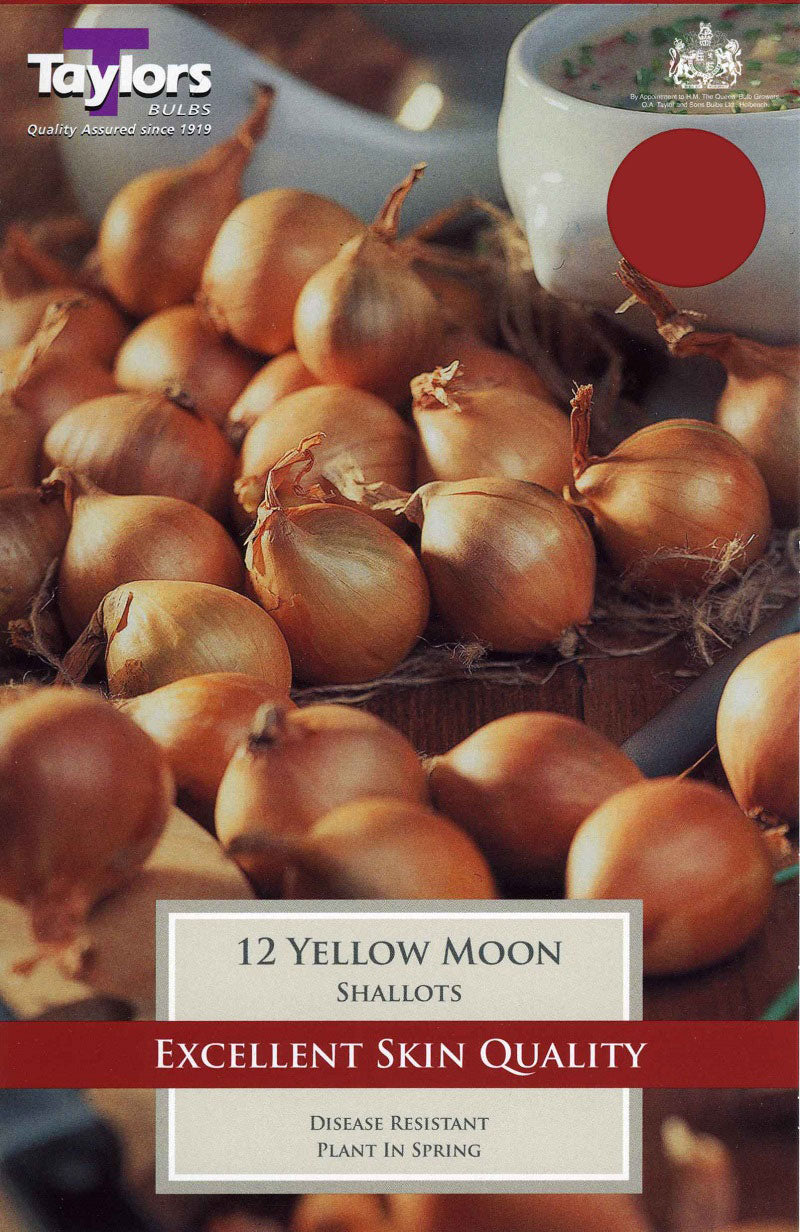 Shallot Yellow Moon