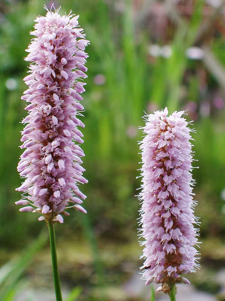 Persicaria bistorta P9