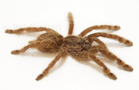 Togo Starburst Baboon Tarantula | Heteroscodra maculata (Med)