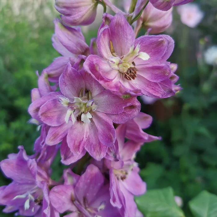 Delphinium Astolat Pink 2 Litre