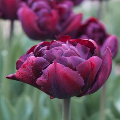 Tulip 'Alison Bradley' (7 pack)