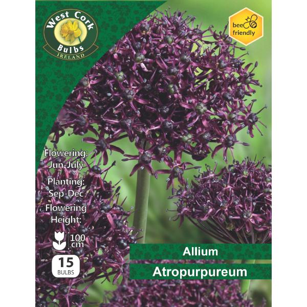 Allium 'Atropurpureum' (15 Pack)