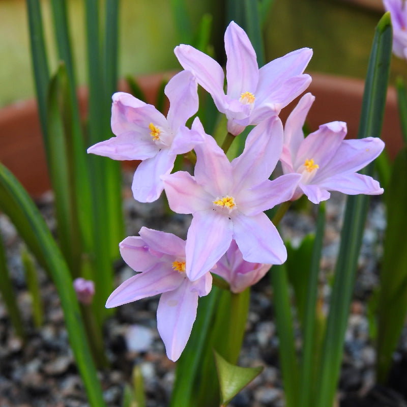 Chionodoxa 'Pink Giant' (12 Bulbs Per Pack)