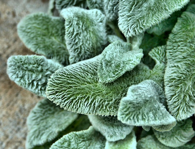 Stachys byzantina | Lamb's Ear (2 Litre)