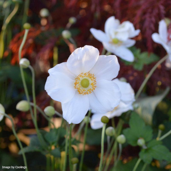 Anemone x Hybrida 'Honorine Jobert' | Japanese anemone