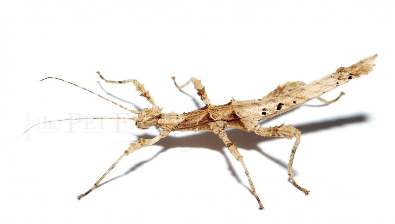Sunny Stick Insect (Sungaya inexpectata)