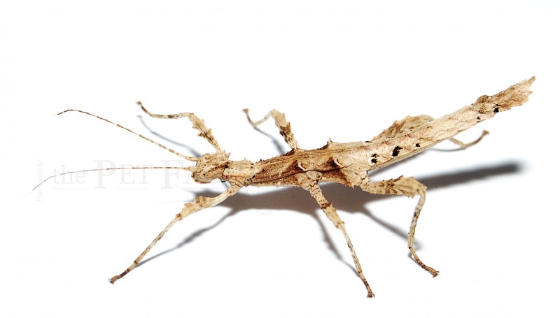 Sunny Stick Insect (Highland)